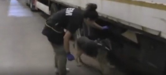 Nefes kesen uyuşturucu operasyonu: 1 ton 375 KG ile yakalandılar!