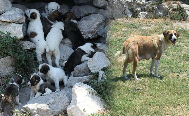 Antik kentte doğdular