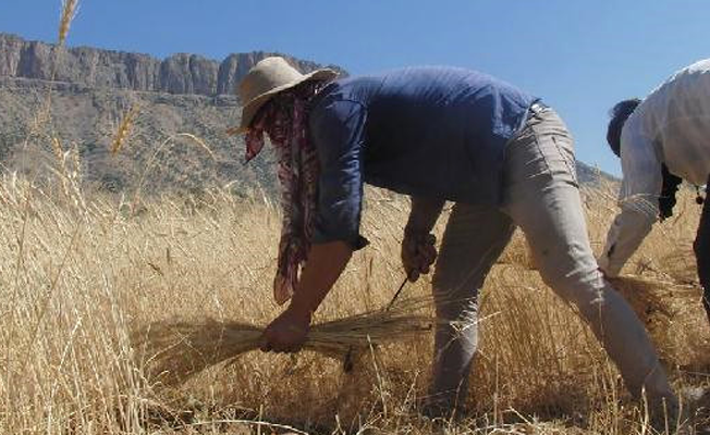 TZOB  Başkanı Bayraktar: 1,4 milyarlık buğday israf ediliyor