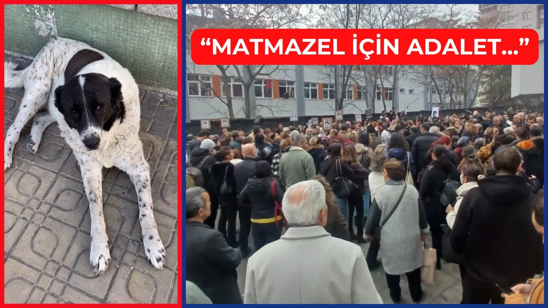 Ankara'da yurttaşlar "Matmazel'e adalet" için toplandı!