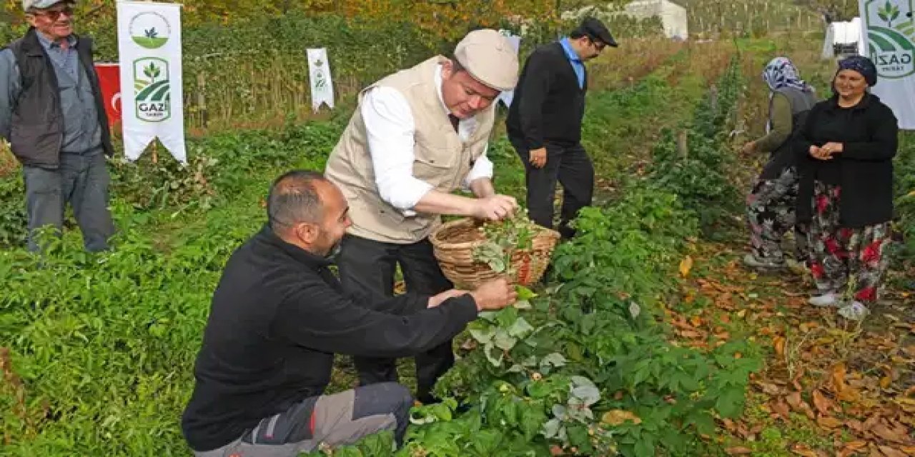 Altın gibi ürün: 10 dönümde 1,5 milyon kazandırıyor