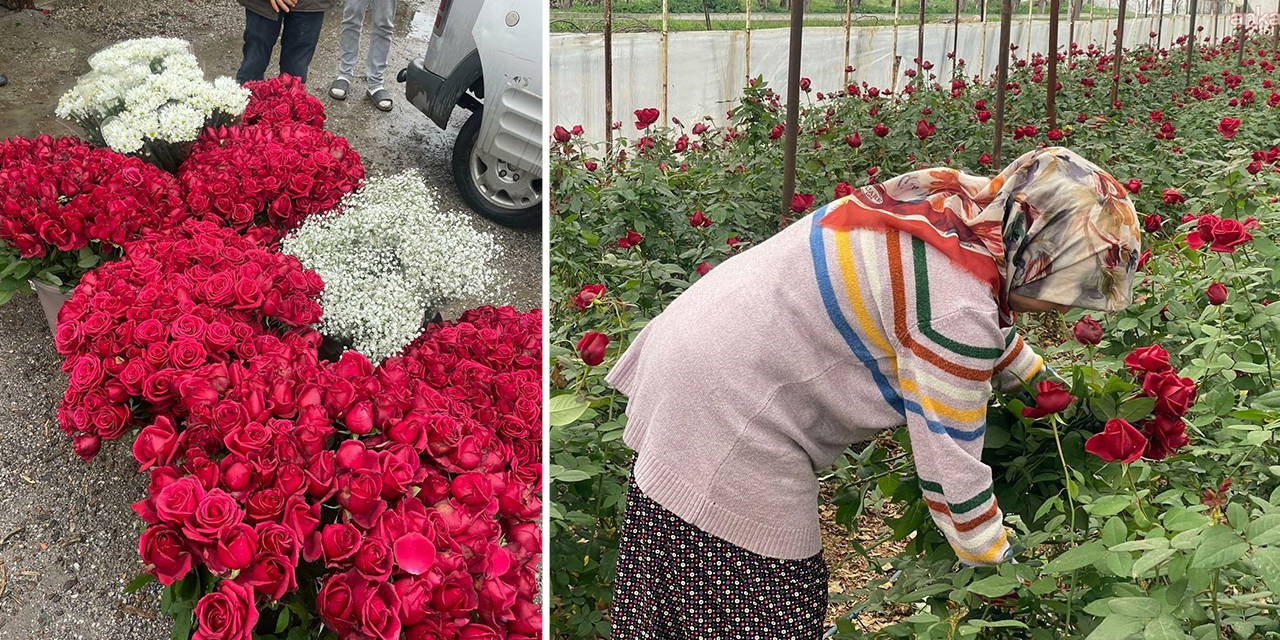 14 Şubat da gül üreticisinin yüzünü güldürmedi: 'Emeğimizi alamadık'