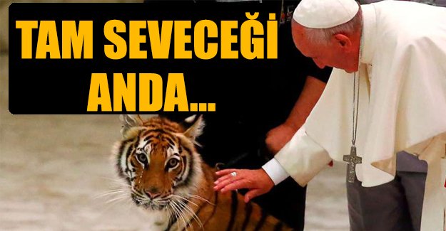 Papa Vatikan'da kaplan sevdi