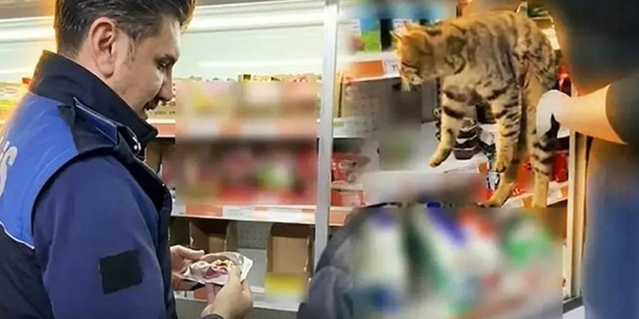 Zincir market denetiminde skandal: Buzdolabından kedi çıktı!