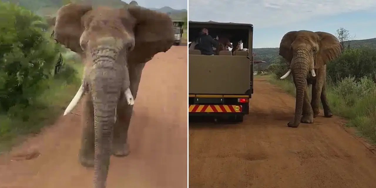 Türk turistin safari kabusu: 5 tonluk fil kovaladı!