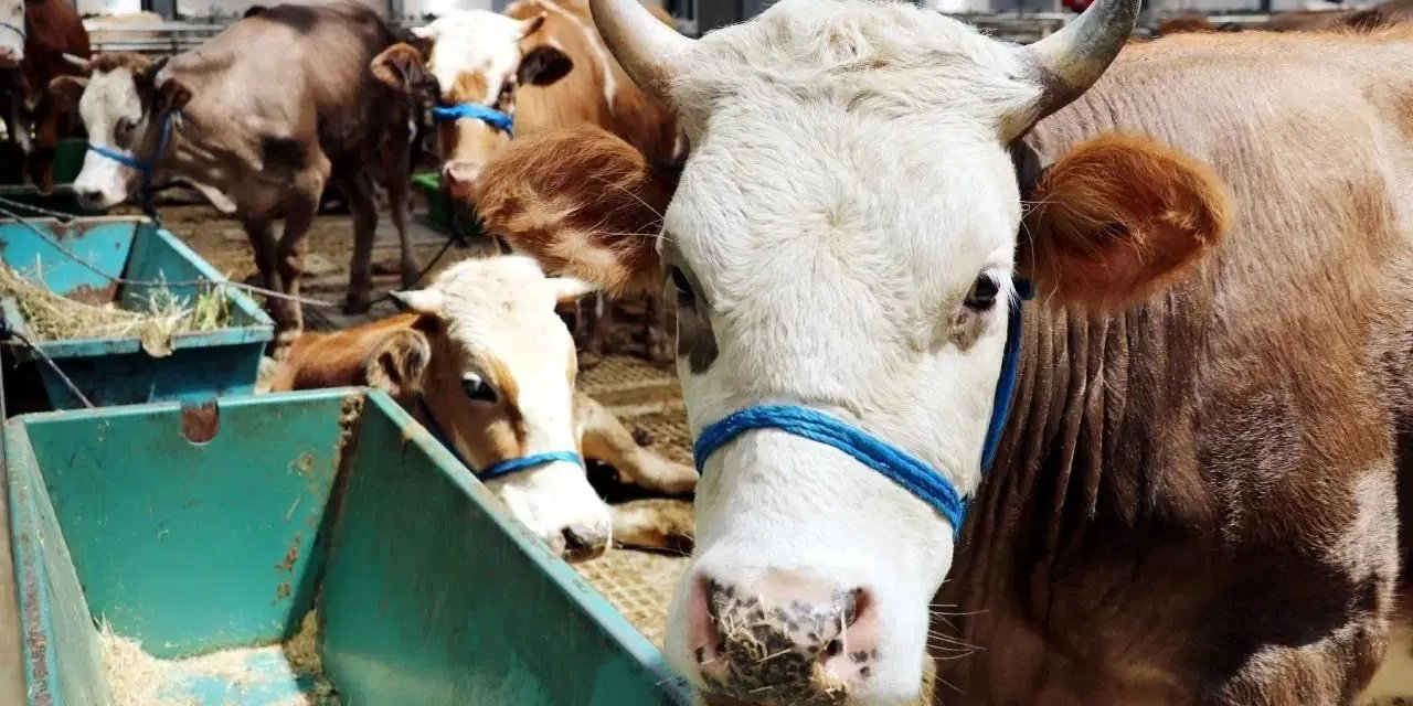 2026 yılı kurbanlık fiyatları ne kadar? İşte il il güncel büyükbaş ve küçükbaş listesi