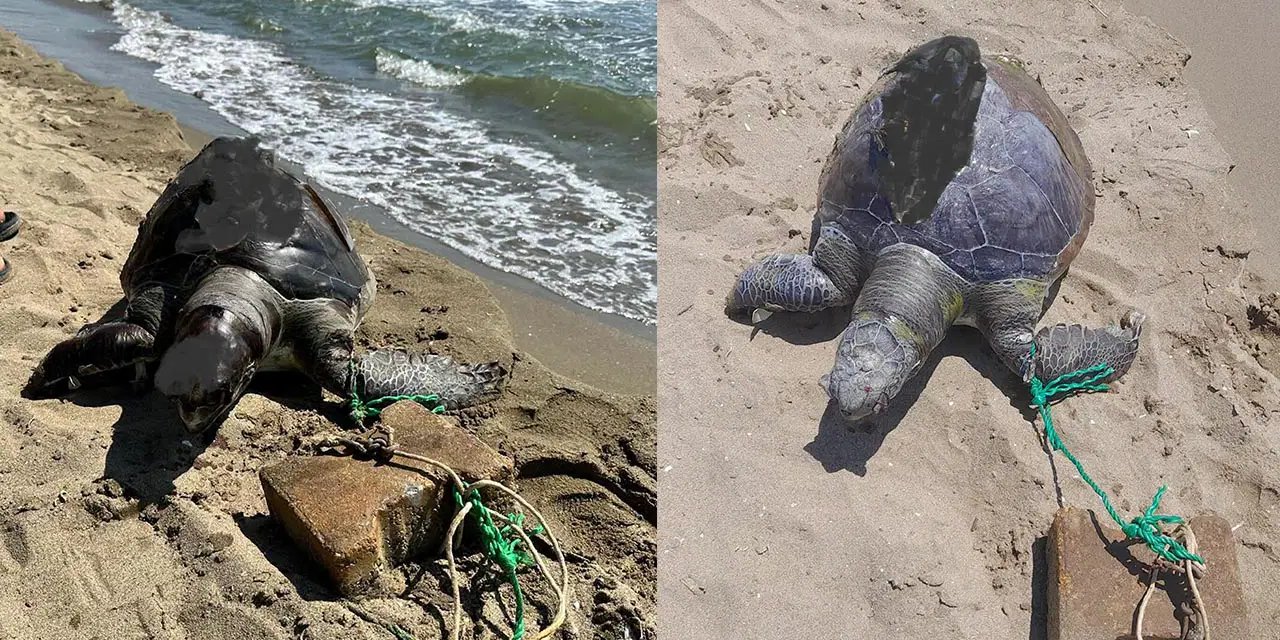 İzmir'de yüzgecine parke taşı bağlanmış ölü deniz kaplumbağası kıyıya vurdu