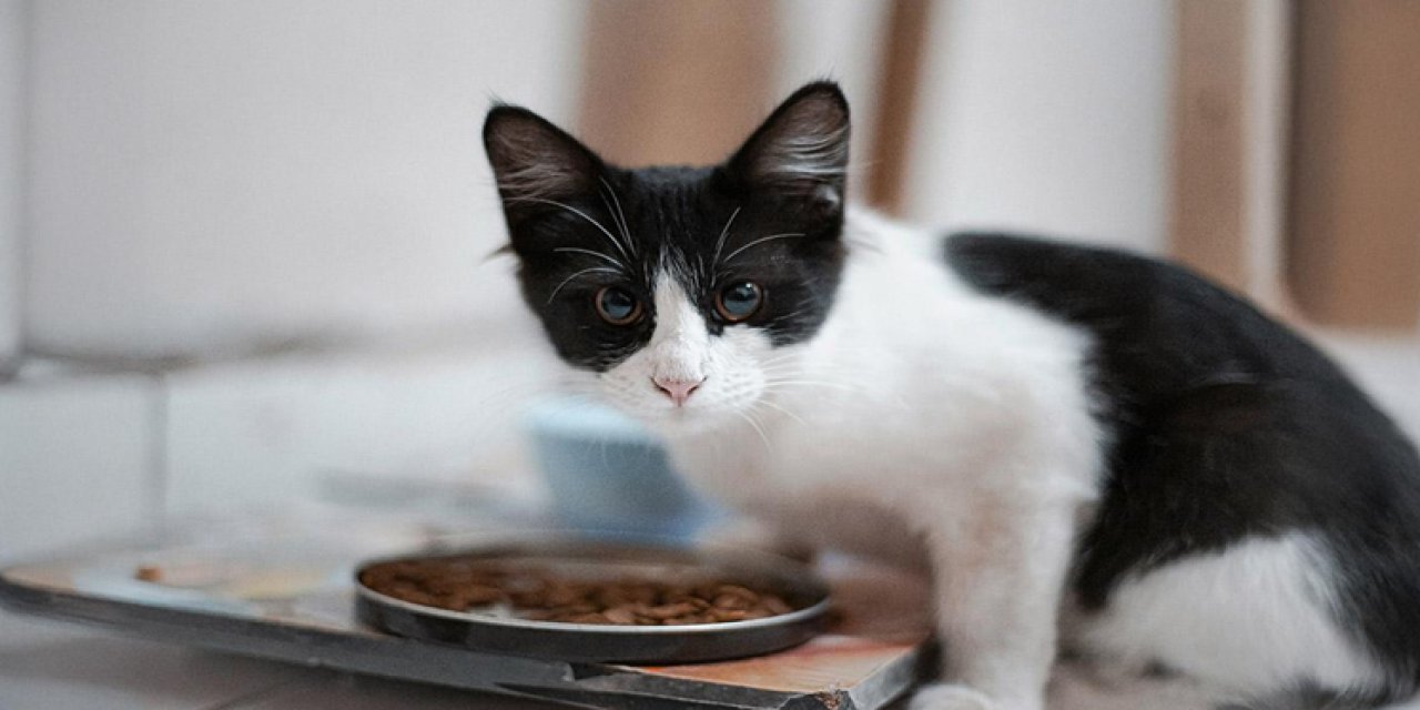 Büyük Paket Kedi Maması Almanın Avantajları