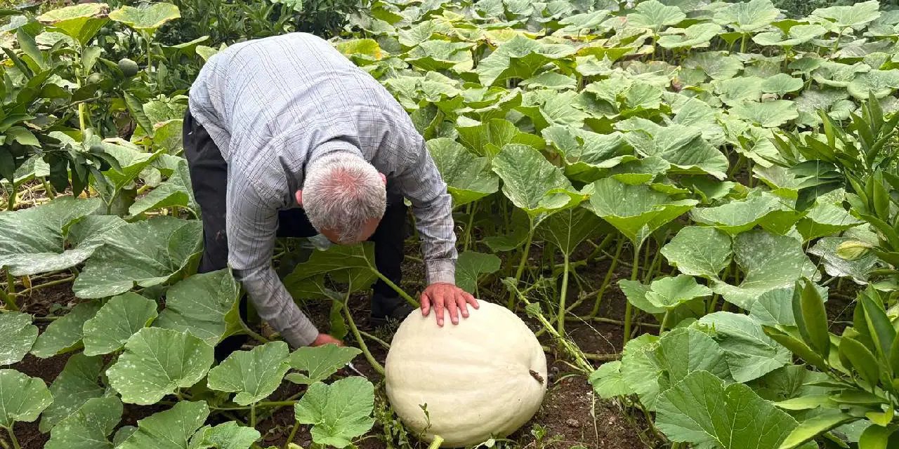 Osmaniye'de hobi olarak başladı, hasada kendi de inanamadı