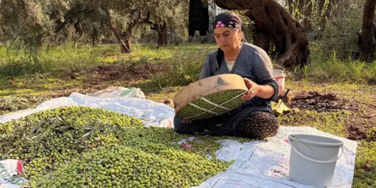 Mardin'de dünyanın en iyileri arasında gösterilen zeytinin hasadı başladı: Kilosu 400 TL!