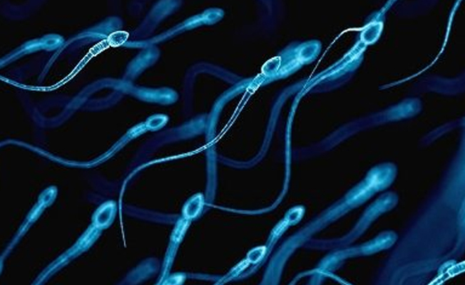Korkutan araştırma: Sperm sayısı azalıyor