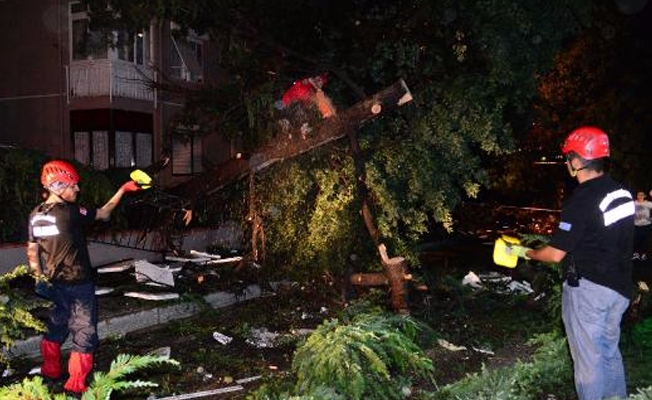 Kadıköy'de yüzlerce ağaç devrildi