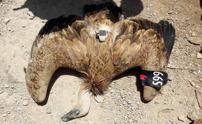 Suriye sınırında casus kuş yakalandı