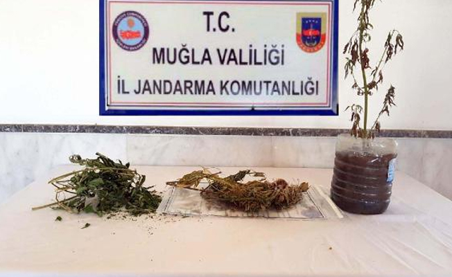 2 ahırda esrar hintkeneviri ele geçirildi!