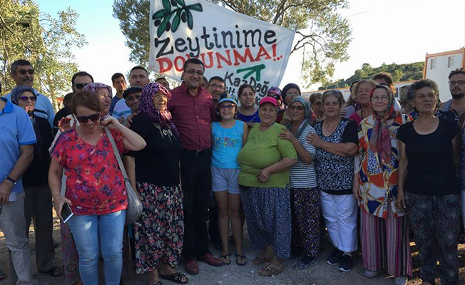 Zeytinlikler jeotermale kurban edilmesin; Bakan bilgi vermiyor