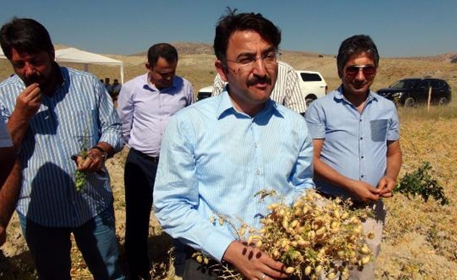 Tunceli'de organik nohutların tarla hasadı yapıldı