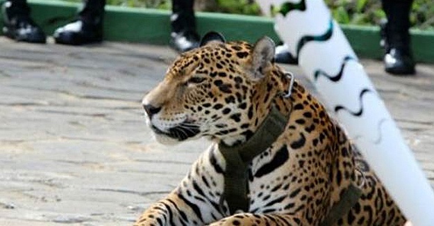 Olimpiyat etkinliğinde kullanılan jaguarı ellerinden kaçırınca öldürdüler