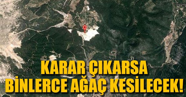 Antalya'da 5 bin ağaç tehlike altında
