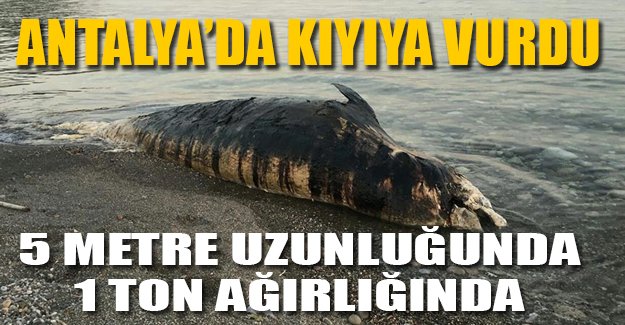 Antalya'da gagalı balina ölüsü kıyıya vurdu