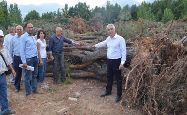 CHP'li başkandan ağaç katliamı iddiası