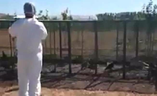 Köyde ki kanatlı hayvanlar telef edildi!