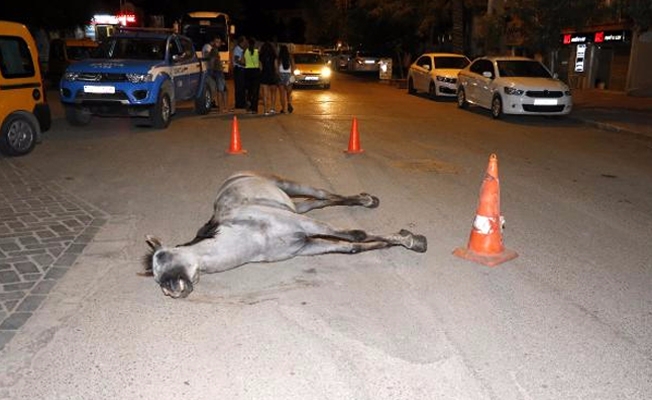 Ölen atı bırakıp kaçan faytoncuya şaka gibi ceza!