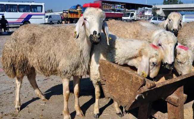 Kurban Bayramı ne zaman ve kaç gün sürecek?