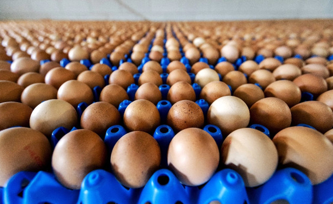 Aman dikkat! Milyonlarca yumurtadan böcek öldürücü ilaç çıktı!