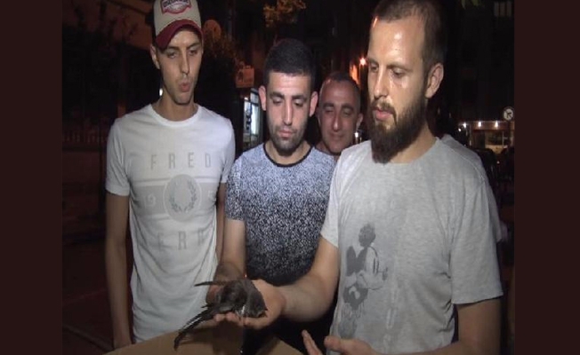 Dünyanın en esrarengiz kuşu Zeytinburnu'nda bulundu!