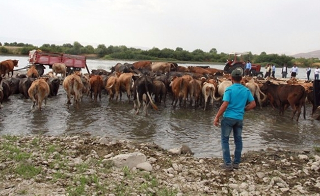 Murat Nehri'nde kaybolan nişanlı kızın cesedi tuhaf bir yöntemle arandı