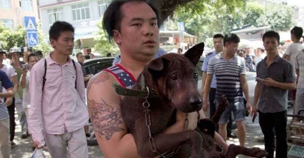 Köpek eti yeme 'festivali'nden bine yakın köpek kurtarıldı