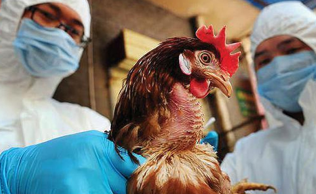 'Kuş gribi insandan insana bulaşmaz'