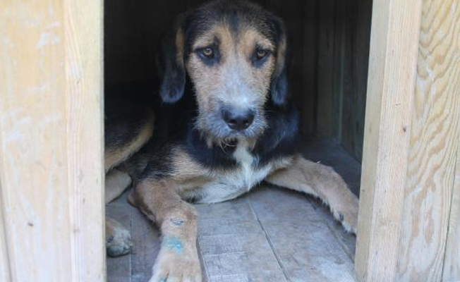 Dehşet saçan olay: Köpeğini motosiklete bağlayıp sürükledi!
