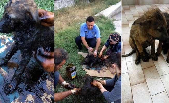 Zifte bulanan yavru köpekler kurtarıldı!