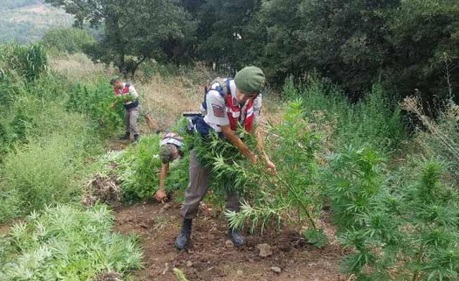 Jandarma kenevirleri kendi eliyle söktü