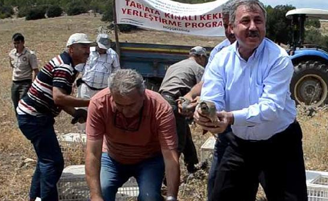 Yavru keklikler doğaya salındı!
