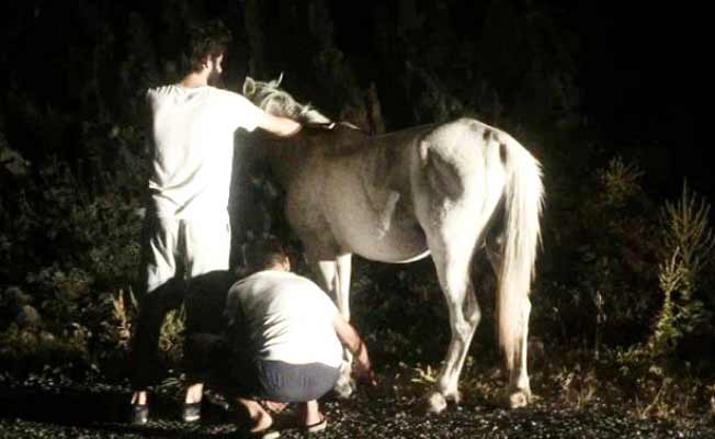 Ön ayakları bağlanmış atı vatandaşlar kurtardı!