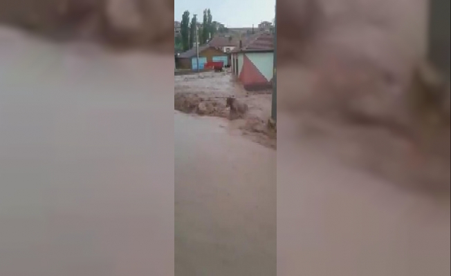 Sele kapılan hayvanlar telef oldu!