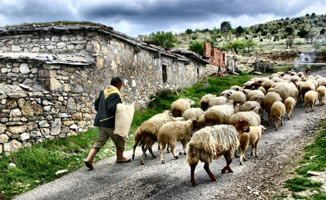 Sürü sahibini öldürdü, çobanı yaraladı!