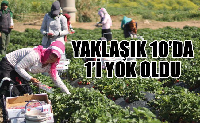 Tarım alanları yok oluyor!