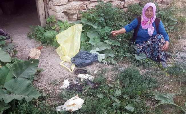 Tavuk ölümleri paniğe neden oldu
