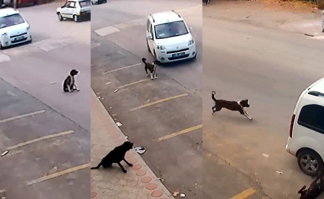 Vahşetin böylesi! Bilerek köpeği böyle ezdi...