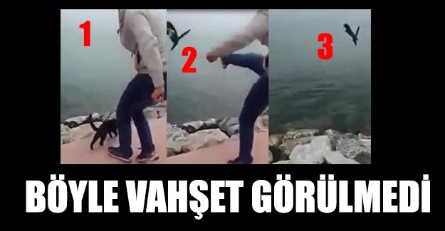 Boğazına ip bağladığı kediyi tekmeleyerek denize attı!