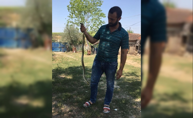 Zehirli yılanı eliyle yakaladı!