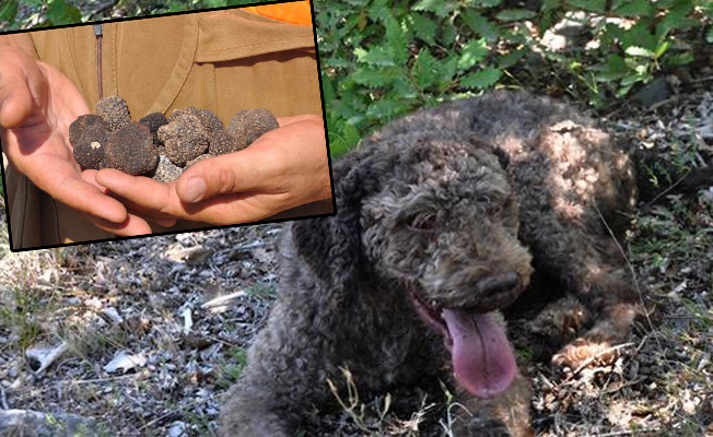 Artvin ormanlarında eğitimli köpekler buluyor; kilosu 2 bin Euro