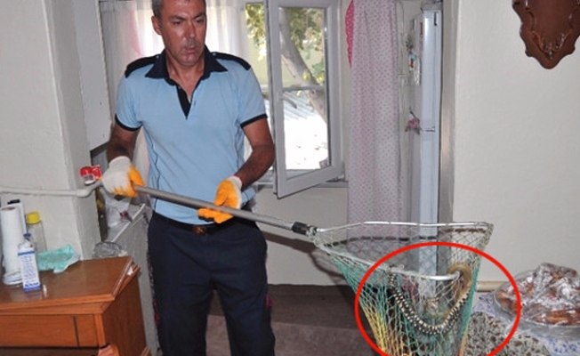 Yemek yapmak için mutfağa girdi tezgahta 1 metrelik yılan gördü