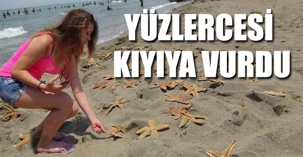 Yüzlerce ölü deniz yıldızı kıyıya vurdu