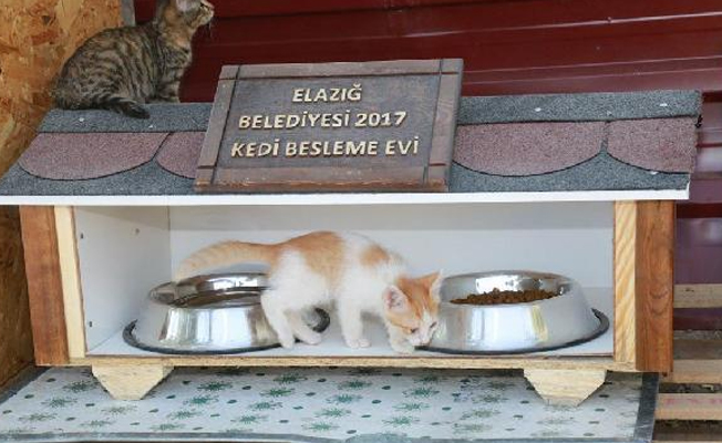 Elazığ Belediyesi kedilere umut oldu!