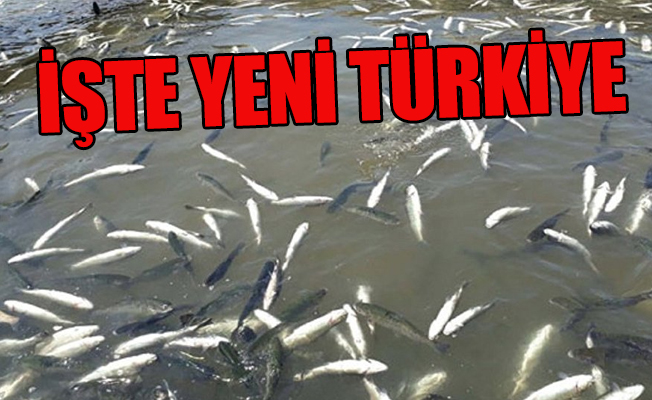 Büyük skandal: Elektrik için dere yatağını değiştirdiler, binlerce balık öldü