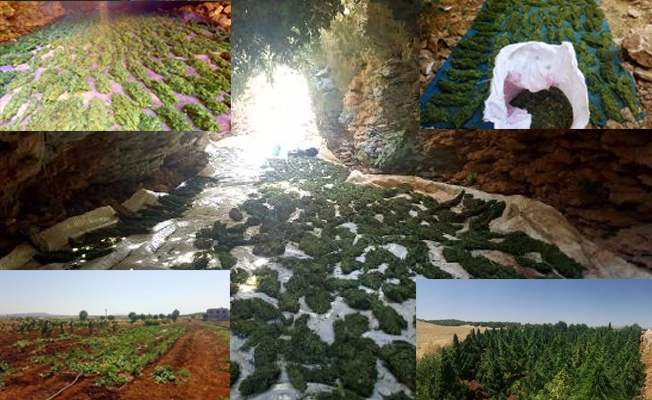 Diyarbakır'da 99 kilo esrar ile 153 bin kök hintkeneviri ele geçirildi